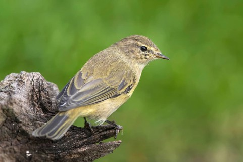 Common Chiffchaff (Phylloscopus collybita), Mecklenburg-Western Pomerania, Germany