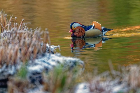 Mandarin duck (Aix galericulata), male, side view, swimming near the shore, intense colouring of