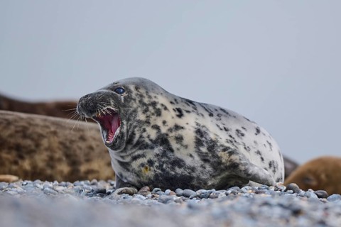 Grey seal (Halichoerus grypus) on the beach, Düne, Helgoland, Schleswig-Holstein, Germany