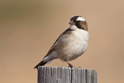 White-browed Sparrow-Weaver (Plocepasser mahali), Northern Cape, South Africa