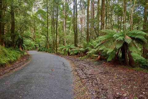 Nature landscape of a road through the forest in the Great Otway National Park in spring, Australia