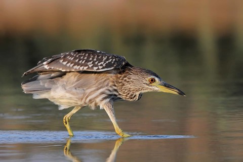 Black-crowned Night Heron (Nycticorax nycticorax) juvenile, Nahsholim, Israel