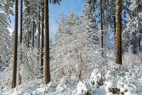 Snowy trees, tree trunks, forest, snow, winter, Sieversen, Samtgemeinde Rosengarten, Lower Saxony,
