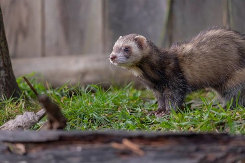 One male ferret (Mustela putorius furo) walking on grass along a wooden fence