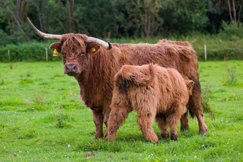 One Highland cow (Bos primigenius taurus) suckling her calf