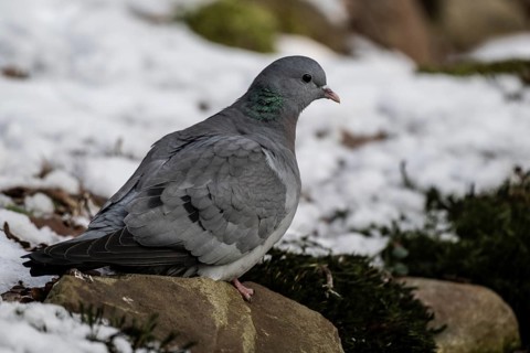 Stock Dove (Columba oenas), Emsland, Lower Saxony, Germany