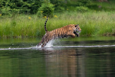 One young female Siberian Tiger, Panthera tigris altaica, running thru the shallow water of a pond