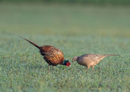Pheasant (Phasianus colchicus), couple, hen and cock on field, Upper Austria, Austria