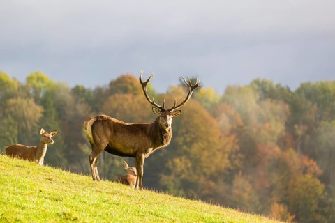 A red deer stag (Cervus elaphus) and two hinds are standing in a meadow in hilly terrain. A forest