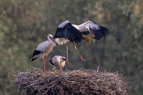 White Stork (Ciconia ciconia) adult with juveniles in nest, Netherlands