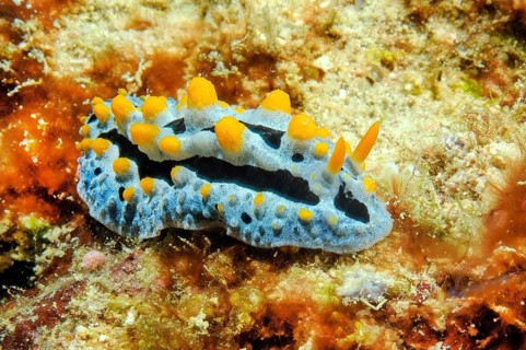 Sky blue wart slug (Phyllidia coelestis) with yellow pustules and right front outstretched