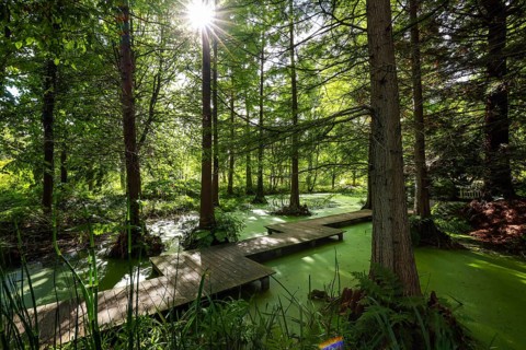 Bochum, North Rhine-Westphalia, Germany - Swamp cypresses in the tertiary pond, Botanical Garden of
