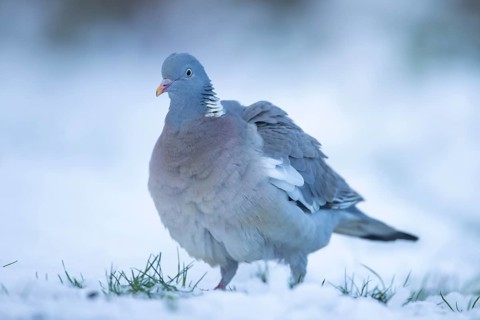Wood pigeon (Columba palumbus) adult garden bird on snow in winter, England, United Kingdom