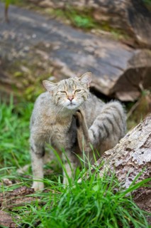 European wildcat (Felis silvestris silvestris) on an old tree trunk, Hesse, Germany