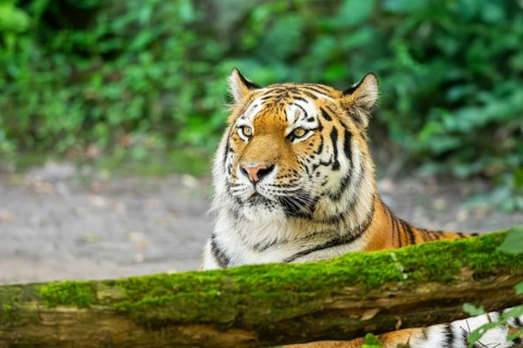 Siberian tiger (Panthera tigris altaica), lying lying behind an old wood, captive, Germany