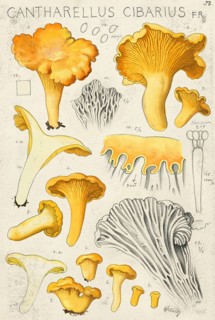 Mushroom, mushroom, chanterelle, chanterelle mushroom, Cantharellus cibarius, authentic