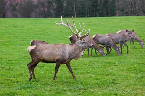 An Altai maral stag, Altai wapiti or Altai elk (Cervus canadensis sibiricus) walks across a green