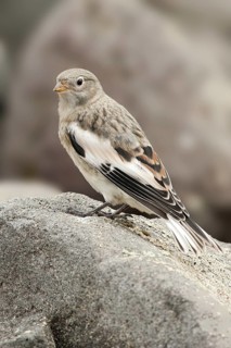Snow Bunting (Plectrophenax nivalis) female, Alaska, USA