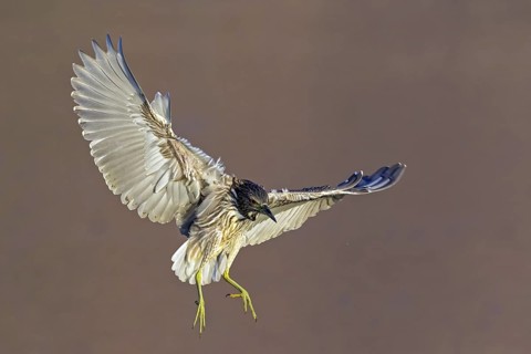 Night heron, (Nycticorax nycticorax), animals, birds, heron family, flight photo, biotope, habitat,