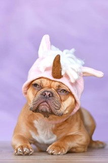 French Bulldog dog with wearing a funny knitted pink unicorn hat costume in front of pink
