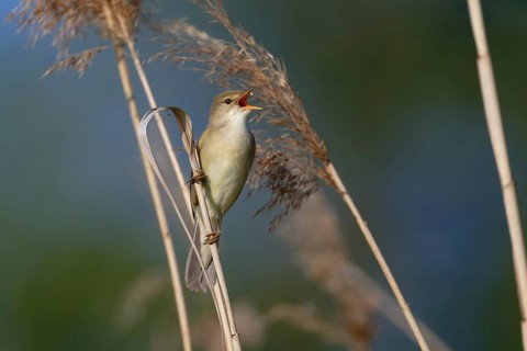 Marsh Warbler (Acrocephalus palustris) singing, Saxony, Germany