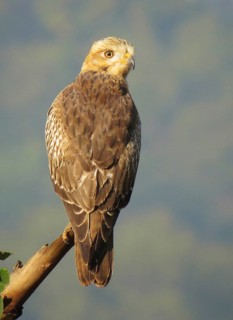 White-eyed Buzzard (Butastur teesa) juvenile, Maharashtra, India