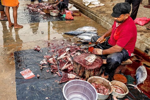 Man sits on the ground and cuts fish. Various parts of fish lie around him, the fishermen in the