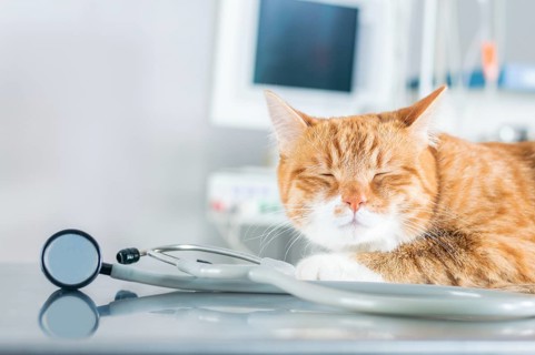 Portrait of a funny ginger cat on the table in the operating room. Veterinary medicine concept.
