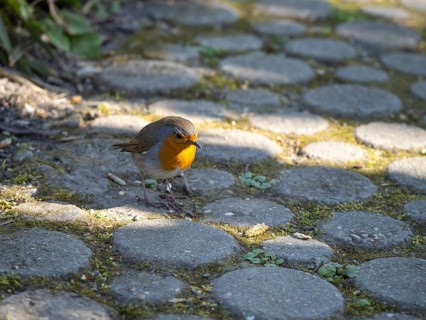 Robin (Erithacus rubecula) standing on stone paving, North Rhine-Westphalia, Germany