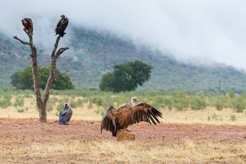 Gänsegeier, Eurasian Griffon Vulture, Griffon Vulture, Eurasian Griffon, Gyps fulvus, Vautour