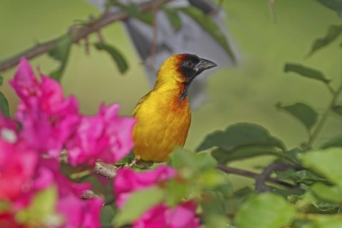 Northern Masked Weaver (Ploceus taeniopterus) male, Nyeri County, Kenya