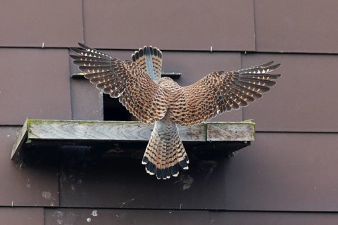 Common Kestrel (Falco tinnunculus), two adult birds, a breeding pair in front of a nesting entrance