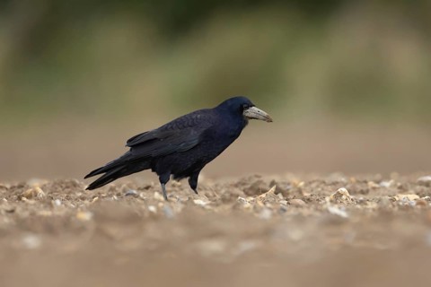 Rook (Corvus frugilegus) adult corvid bird on a farmland ploughed field, England, United Kingdom