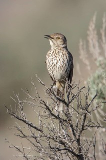 Sage Thrasher (Oreoscoptes montanus) perched on a branch in central Washington State, USA