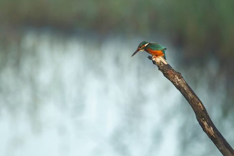 Common kingfisher (Alcedo atthis) adult female bird perched on a tree branch, RSPB Strumpshaw fen