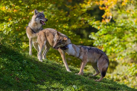 Three eurasian gray wolves (Canis lupus lupus) play on a hill, show some social behaviour. A forest