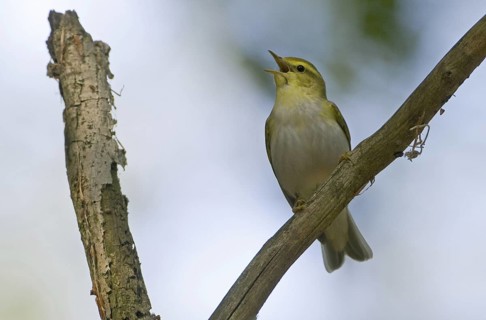 Wood Warbler (Phylloscopus sibilatrix), Saarland, Germany