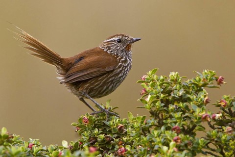 Line-fronted Canastero (Asthenes urubambensis), Bosque Unchog Reserve, Peru