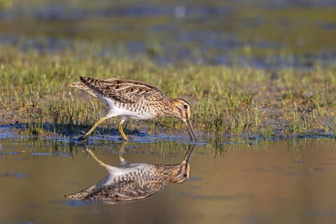 Common Snipe (Gallinago gallinago) foraging, Netherlands