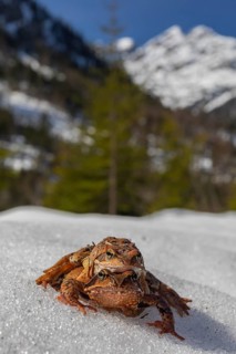 Mating couple of common frog, Rana temporaria, sitting on snow in early springtime, heading for the