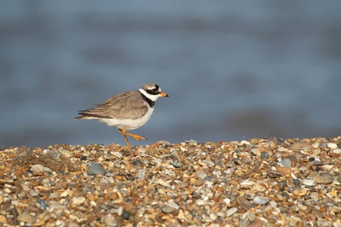 Ringed plover (Charadrius hiaticula) adult wading bird walking on a shingle beach, Suffolk,
