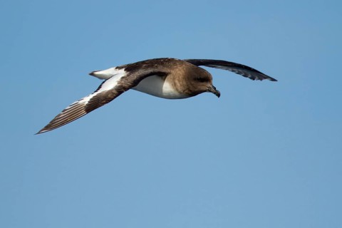 Antarctic Petrel (Thalassoica antarctica) flying, Ross Sea, Antarctica