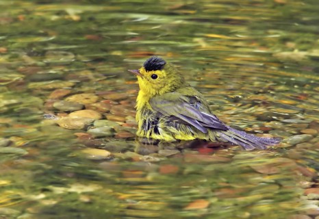 Wilson's Warbler (Cardellina pusilla) male bathing, Saskatchewan, Canada