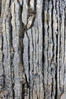 Close-up of shattered sedimentary rock, slate, shale fractured along existing joints by frost