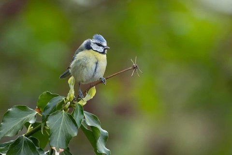 Blue tit (Cyanistes caeruleus) adult garden bird on an Ivy tree branch in summer, England, United