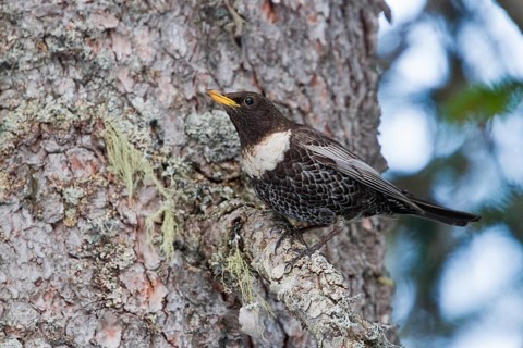 Ring Ouzel (Turdus torquatus) male, Baden-Wuerttemberg, Germany