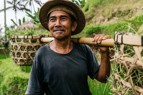 A smiling Balinese man wearing a traditional hat carries traditional harvesting tools in a lush,