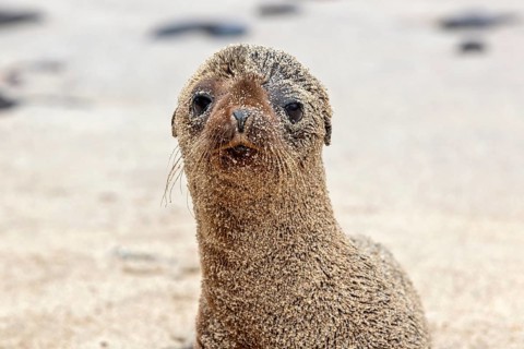 Sea lion pup (Zalophus wollebaeki), San Cristobal, Galapagos, Ecuador