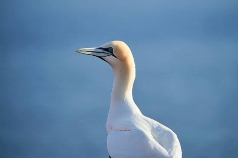 Northern gannet (Morus bassanus), portrait, close-up, wildlife, Helgoland, Germany