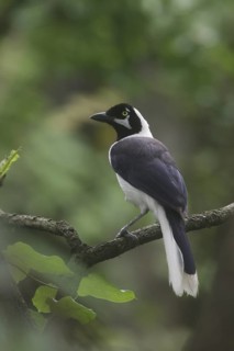 White-tailed Jay (Cyanocorax mystacalis), Guayas, Ecuador